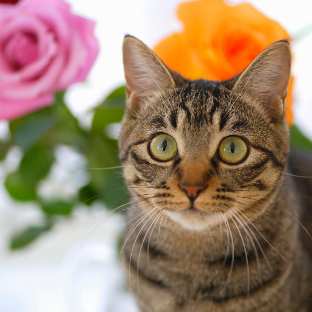 Cat-Safe Flowers to Gift Your Mom This Mother’s Day